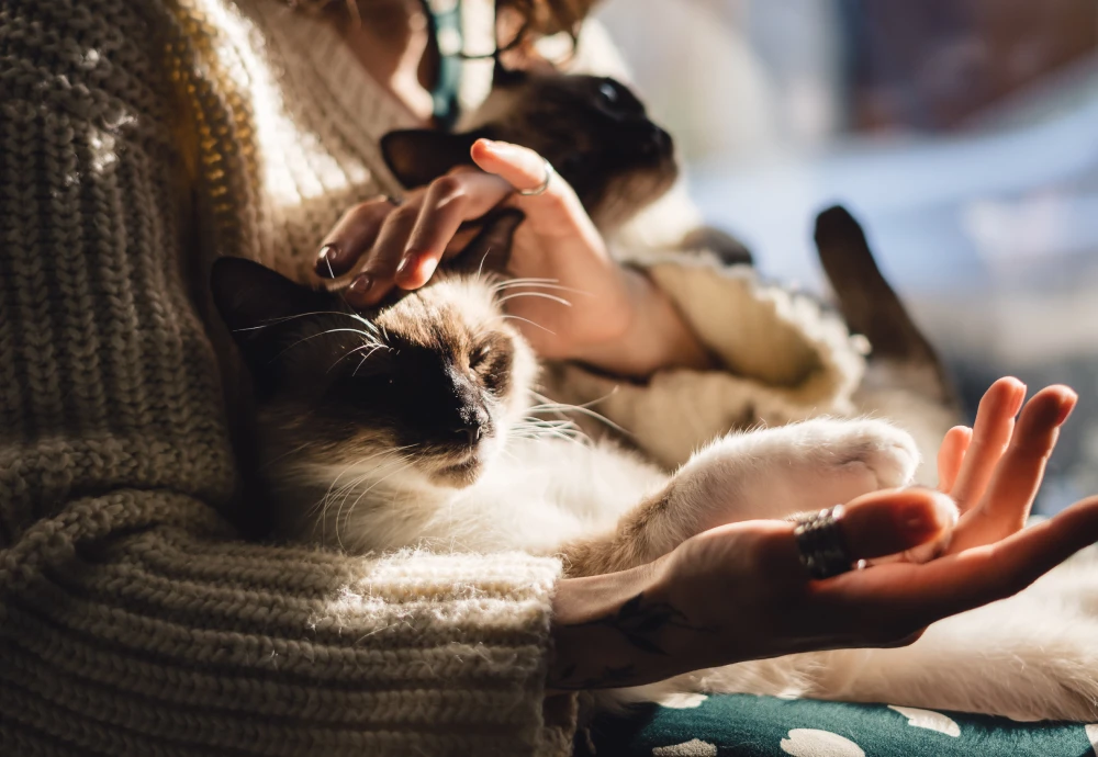 video camera to watch pets